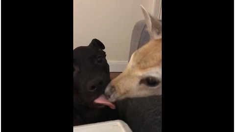 Foster puppy & fawn are the sweetest duo