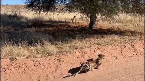 Amazing Hunting skills of the Leopard. Leopard sneaking up to and catching a Springbuck in S.Africa!