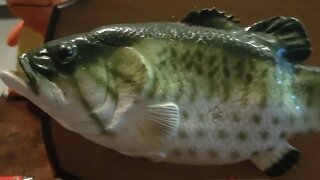 Australian National Treasure: Big Mouth Billy The Singing Bass Fish