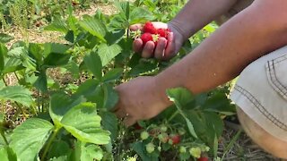 Farmers struggle with crops during recent drought