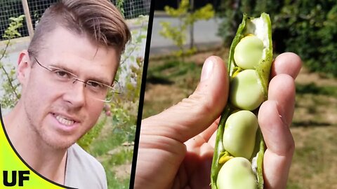 Broad Bean Growing,Taste Test | Unusual Foods