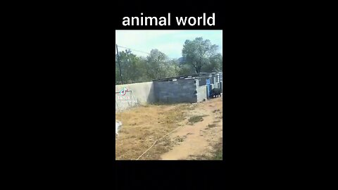 animal world