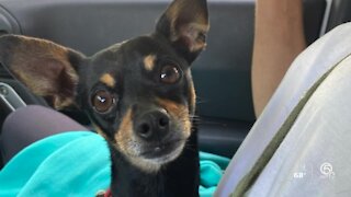 Delray Beach dog rescued from Intracoastal and returned to family