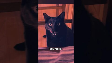 Is Omen on a watchlist yet? #cat #blackcat #leonthecatdad #darkhumor #sarcasm #joke #relationship