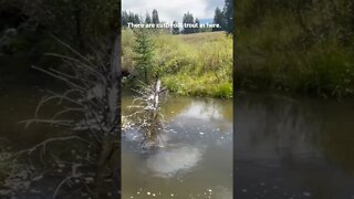 Fly Fishing for Cutthroat Trout