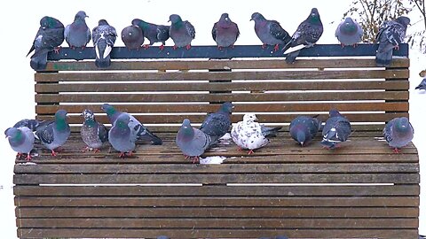 Huuman Go Away! This Bench is Occupied, O-C-C-U-P-I-E-D