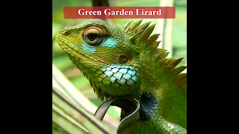 The Green Garden Lizard | Palaa Katussa | Katussa | Calotes | Lizard