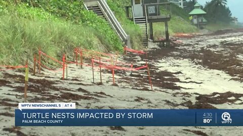 Roughly 150 sea turtle nests in Boca Raton lost during Tropical Storm Isaias