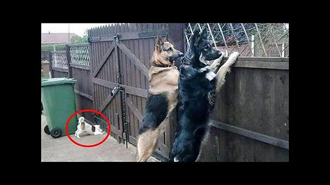 WORLD BEST FUNNIEST🤣 Animal vs dog vs men 🤣 funny video> Don't Try Laughing 🤣 clips