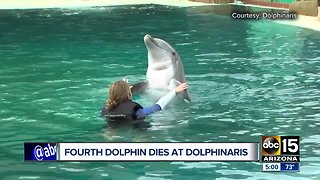 Groups planning to protest Dolphinaris over fourth dolphin death