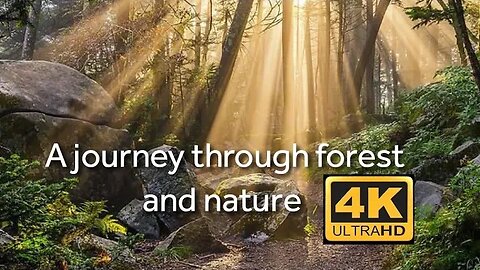 A Journey through Forests and Nature|4k Ultra HD