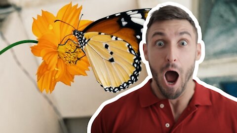 Butterfly Video amazing and interesting video of Butterfly Butterfly videos