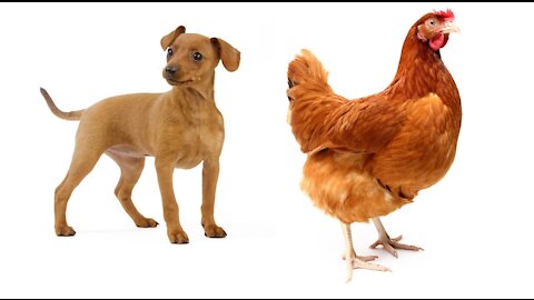 dog kissing chicken