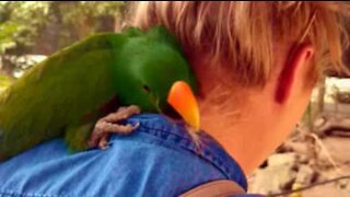 Bird lands on woman and rubs her neck