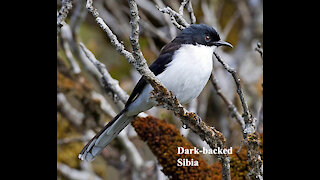 Dark-backed Sibia bird video