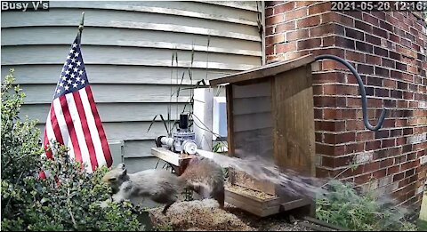 Flying Squirrels - Keep Them out of Bird Feeder with Artificial Intelligence