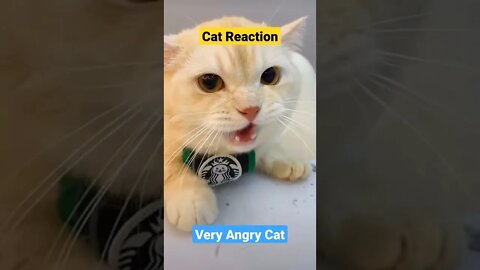 Angry Cat||cat reaction||angry cats compilation||american shorthair||#kitten#Animals#GigoX