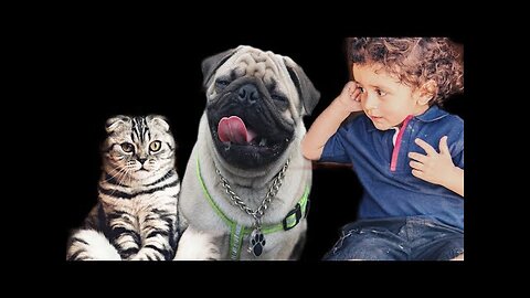 Animal Funny Videos | Animal Funny Moments | Animal Funny Videos