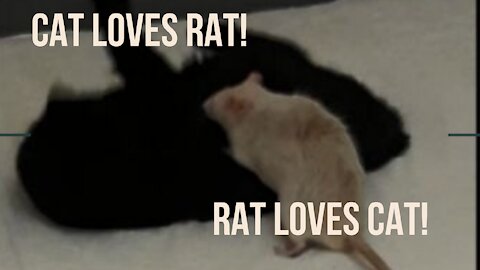 Rat loves cat! Cat loves rat!