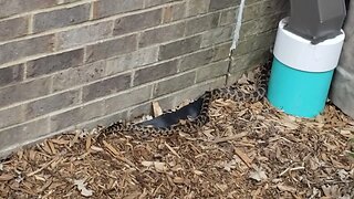 What Snake is This?