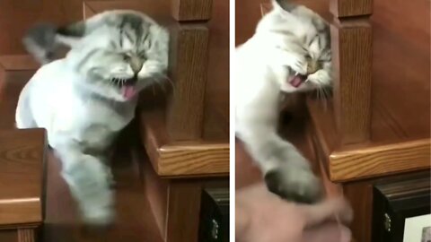 Cat suddenly started beating her owner