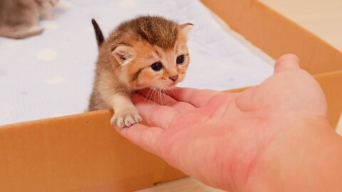 The kitten trying hard to climb into my palm was so cute