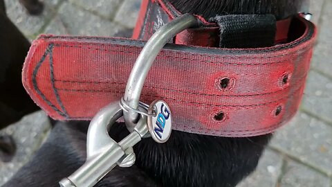 2 DOGS 1 LEASH. PATTERDALE TERRIER COUPLING CHAIN DUO DOG COLLAR FELL WORKING DOGS. ESTACADO OBSCURA