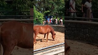 I love horses 🥰😍