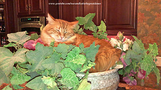 Funny cat ignores suggestions to get out of the flower bowl