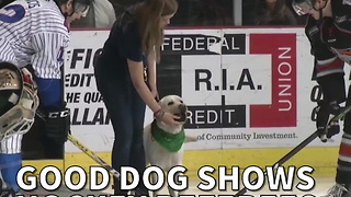 Good Dog Shows Hockey Referees How It's Done