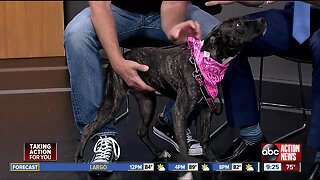 Pet of the week: Rita loves to run, play and meet other dogs