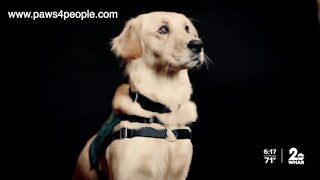 Service dogs save veterans lives through paws4vets