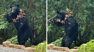 Bear in Tennessee uses tree to scratch annoying itch
