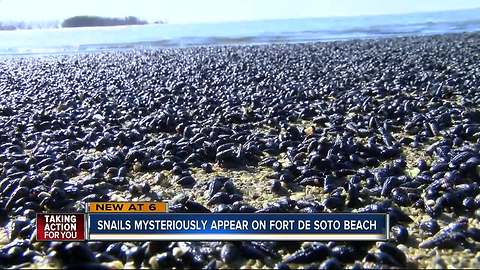 Millions of snails wash up on Fort De Soto Beach