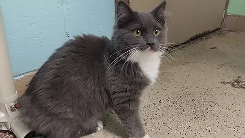 "Tales" - 3mo kitten, missing tail, for adoption | Niagara SPCA
