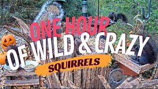 PET TV - ONE HOUR OF WILD & CRAZY SQUIRRELS IN AUTUMN