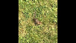 Walnut Picker Upper / Hangry Chipmunk Living It's Best Life