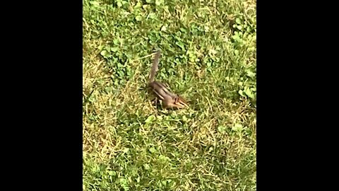 Walnut Picker Upper / Hangry Chipmunk Living It's Best Life