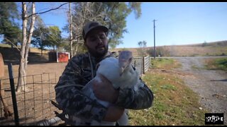 We’ve got too many farm animals. It’s time for a catch, clean, and cook.