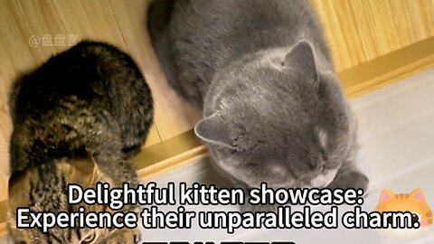 Delightful kitten showcase: Experience their unparalleled charm.