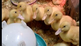 Orpington Ducklings A Duck Meeting