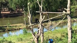 Young chimp chases bird away