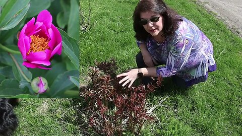 Peony Update // Gardening at the Simongetti North