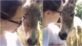 Cette jeune fille en pleine révision est distraite par un jeune âne très joueur