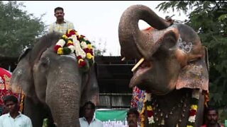Heliga elefanter blir impysslade på "spa" i Indien