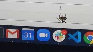 Spider chases mouse pointer