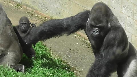 Silverback Gorilla Exercises Dominance But Slips And Embarrasses Himself