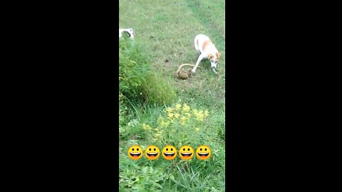 Dog and monitor lizard fight