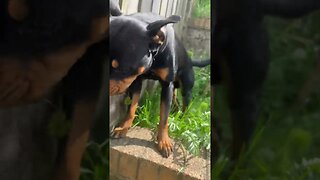 Cute Rottweiler goes for a walk #shorts #short #viral #trending #subscribe