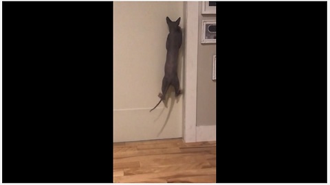Problem-Solving Cat Learns How To Open Doors